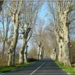 route bordée de platanes